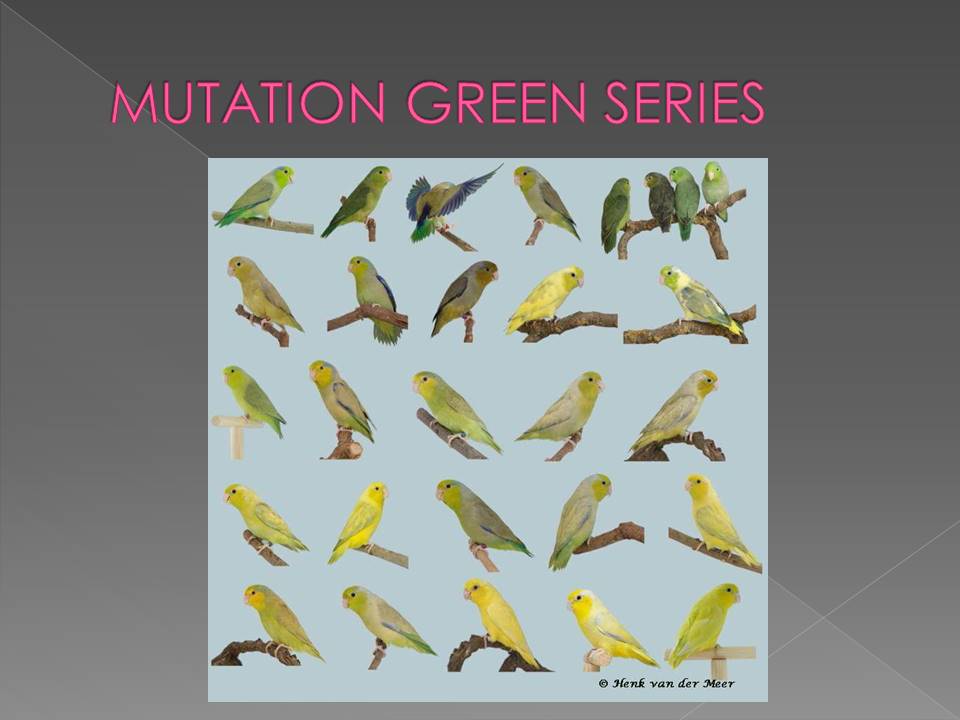Smallest Parrot in Aviculture Slide